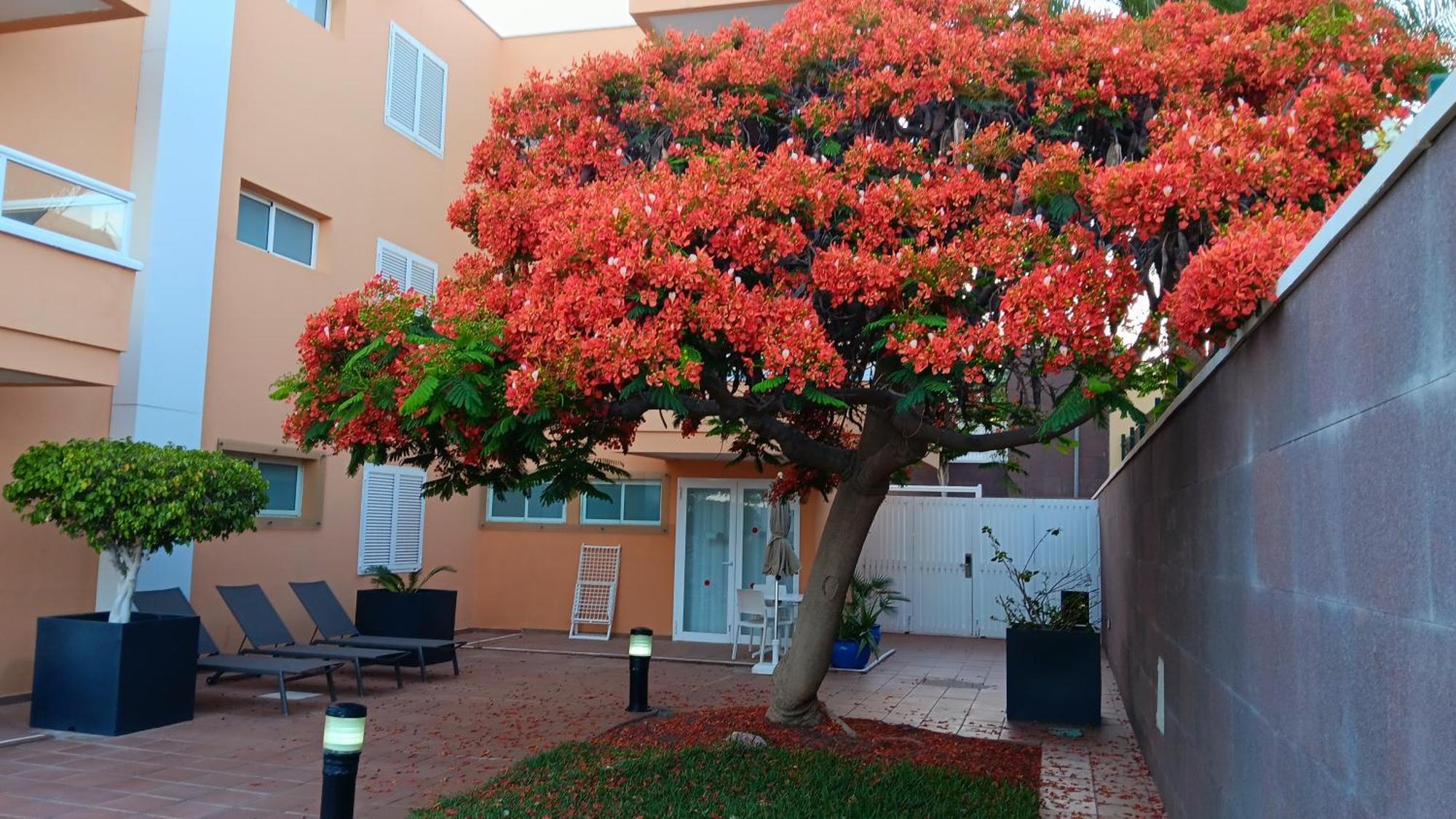 Apartamentos Horizonte Playa del Inglés Eksteriør billede